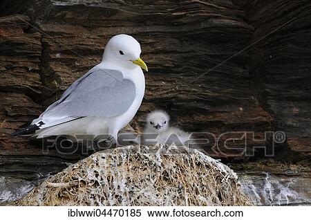 Kittiwakes (Larus tridactyla) in hatchery, nest with chick, Varanger, Norway, Europe View Large Photo Image Stock Photography - Kittiwakes (Larus tridactyla) in hatchery, nest with chick, Varanger, Norway, Europe. Fotosearch