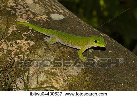 Stock Photo - Koch's giant day gecko (Phelsuma kochi) on tree trunk, Ankarafantsika National Park, Western Madagascar, Madagascar, Africa. Fotosearch