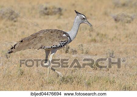 Kori bustard (Ardeotis kori), in dry grass, Etosha National Park, Namibia, Africa View Large Photo Image Picture - Kori bustard (Ardeotis kori), in dry grass, Etosha National Park, Namibia, Africa. Fotosearch