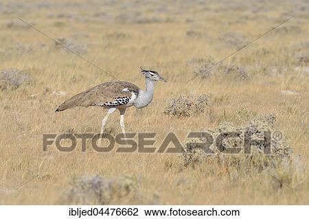 Kori bustard (Ardeotis kori), in dry grass, Etosha National Park, Namibia, Africa View Large Photo Image Stock Image - Kori bustard (Ardeotis kori), in dry grass, Etosha National Park, Namibia, Africa. Fotosearch
