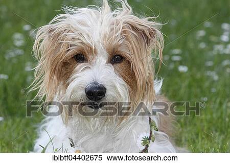 Kromfohrländer, male, 4 years, animal portrait, Germany, Europe View Large Photo Image Stock Photography - Kromfohrländer, male, 4 years, animal portrait, Germany, Europe. Fotosearch