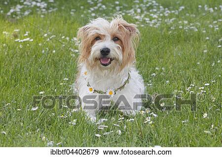 Kromfohrländer, male, 4 years, in a flower meadow, Germany, Europe View Large Photo Image Stock Photo - Kromfohrländer, male, 4 years, in a flower meadow, Germany, Europe. Fotosearch