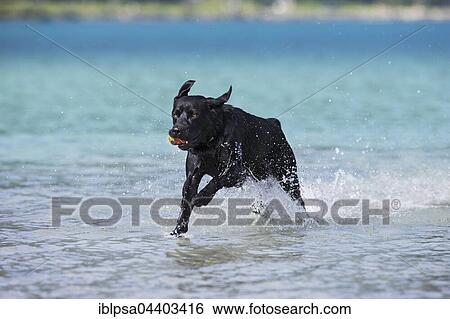Labrador, black, running through water, Tyrol, Austria, Europe View Large Photo Image Stock Photograph - Labrador, black, running through water, Tyrol, Austria, Europe. Fotosearch