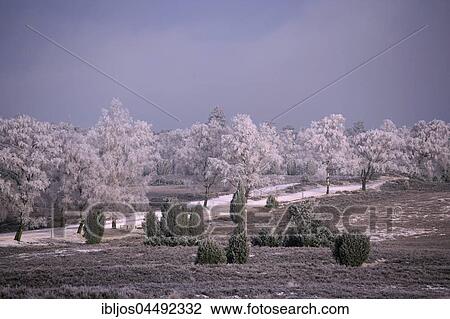 Stock Image - Landscape, Luneburg Heath with hoarfrost, Lower Saxony, Germany, Europe. Fotosearch
