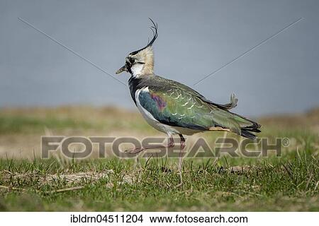 Picture - Lapwing (Vanellus vanellus), Cley Marshes, Norfolk, England. Fotosearch