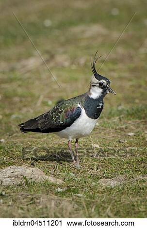 Stock Image - Lapwing (Vanellus vanellus), Cley Marshes, Norfolk, England. Fotosearch