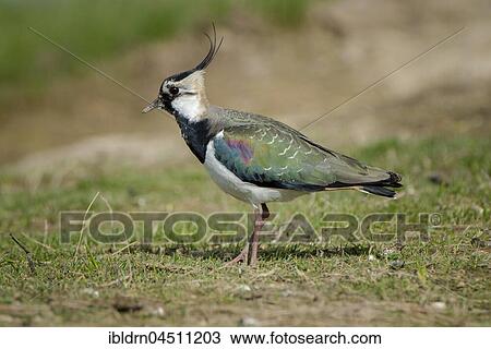 Stock Image - Lapwing (Vanellus vanellus), Cley Marshes, Norfolk, England. Fotosearch