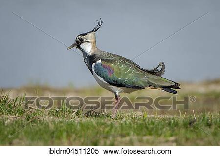 Stock Photography - Lapwing (Vanellus vanellus), Cley Marshes, Norfolk, England. Fotosearch