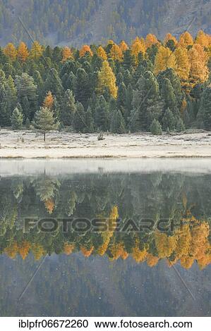 Larch and spruce forest on Lake Stazersee, Switzerland, Europe View Large Photo Image Stock Image - Larch and spruce forest on Lake Stazersee, Switzerland, Europe. Fotosearch