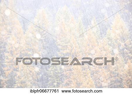 Stock Image - Larch forest during snowfall, Switzerland, Europe. Fotosearch