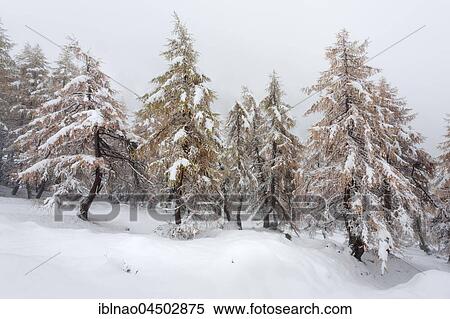 Larch forest in autumn colors in snow, Kals Valley, High Tauern National Park, East Tyrol, Austria, Europe View Large Photo Image Stock Photography - Larch forest in autumn colors in snow, Kals Valley, High Tauern National Park, East Tyrol, Austria, Europe. Fotosearch