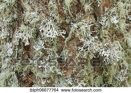 Picture - Larch (Larix), Larch, Valais, Switzerland, Europe. Fotosearch