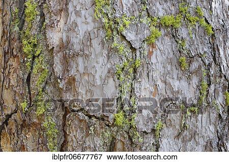Larch (Larix), Larch, Valais, Switzerland, Europe View Large Photo Image Stock Photo - Larch (Larix), Larch, Valais, Switzerland, Europe. Fotosearch