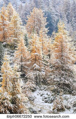 Larches (Larix), Larch, Valais, Switzerland, Europe View Large Photo Image Stock Image - Larches (Larix), Larch, Valais, Switzerland, Europe. Fotosearch
