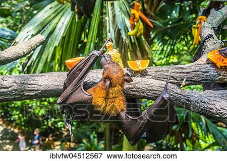 Large flying fox (Pteropus vampyrus), eating fruit, hanging in tree, captive, Singapore Zoo, Singapore, Asia View Large Photo Image Stock Photo - Large flying fox (Pteropus vampyrus), eating fruit, hanging in tree, captive, Singapore Zoo, Singapore, Asia. Fotosearch