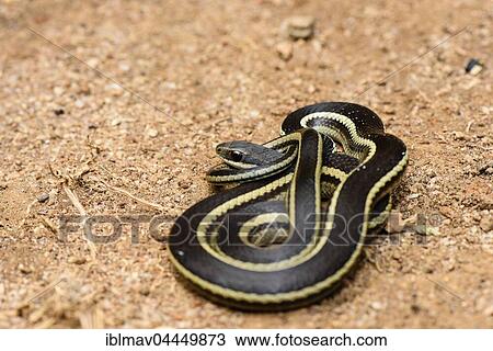 Stock Image - Lateral Water Snake (Thamnosophis lateralis), Anja Community Reserve, Madagascar, Africa. Fotosearch