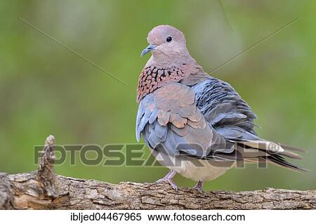 Stock Photography - Laughing dove (Spilopelia senegalensis), adult, perched on a branch, Kruger National Park, South Africa, Africa. Fotosearch