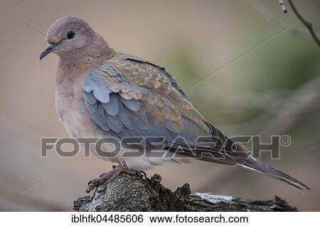 Stock Photograph - Laughing dove (Streptopelia senegalensis), Kruger National Park, South Africa, Africa. Fotosearch