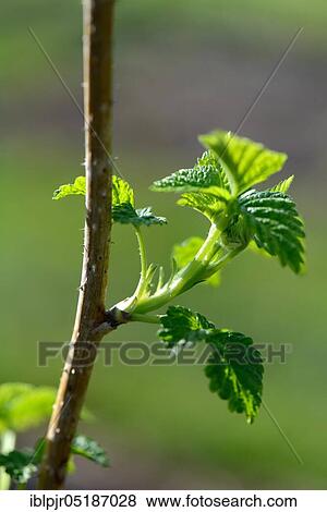 Leaf emergence of a Raspberry (Rubus idaeus) Golden Queen variety, 1882 New Jersey View Large Photo Image Stock Photo - Leaf emergence of a Raspberry (Rubus idaeus) Golden Queen variety, 1882 New Jersey. Fotosearch