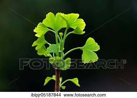 Picture - Leaf shoots of ginkgo tree, Ginkgo biloba. Fotosearch