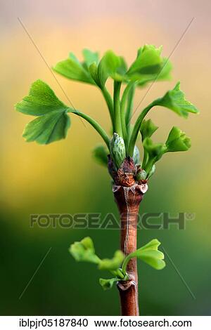 Stock Image - Leaf shoots of ginkgo tree, Ginkgo biloba. Fotosearch