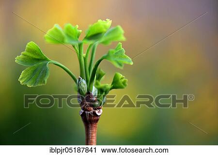 Leaf shoots of ginkgo tree, Ginkgo biloba View Large Photo Image Stock Image - Leaf shoots of ginkgo tree, Ginkgo biloba. Fotosearch