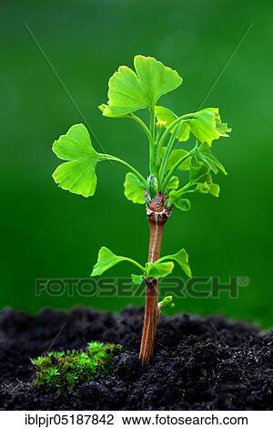 Leaf shoots of ginkgo tree, Ginkgo biloba View Large Photo Image Stock Image - Leaf shoots of ginkgo tree, Ginkgo biloba. Fotosearch