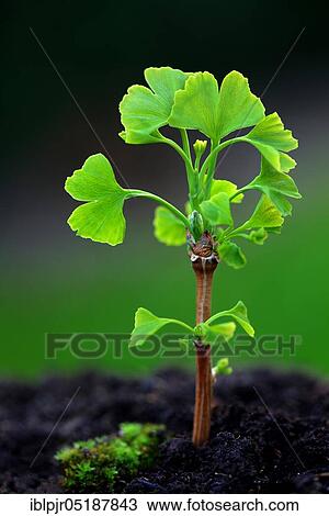 Stock Image - Leaf shoots of ginkgo tree, Ginkgo biloba. Fotosearch