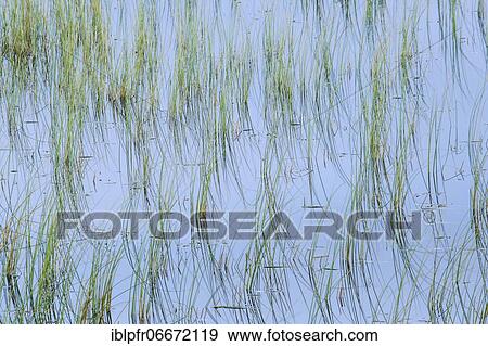 Leaves of grass reflected in the water, Scotland, Great Britain View Large Photo Image Stock Photo - Leaves of grass reflected in the water, Scotland, Great Britain. Fotosearch
