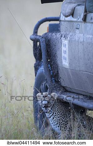 Leopard (Panthera pardus), cub hidden under a tourist car. Masai Mara Preserve,, Kenya, Africa View Large Photo Image Picture - Leopard (Panthera pardus), cub hidden under a tourist car. Masai Mara Preserve,, Kenya, Africa. Fotosearch