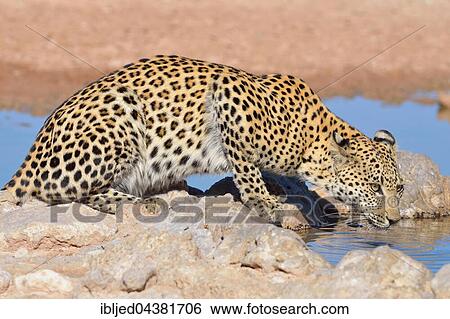 Leopard (Panthera pardus), drinking at waterhole, Kgalagadi Transfrontier Park, Northern Cape, South Africa, Africa View Large Photo Image Stock Photograph - Leopard (Panthera pardus), drinking at waterhole, Kgalagadi Transfrontier Park, Northern Cape, South Africa, Africa. Fotosearch