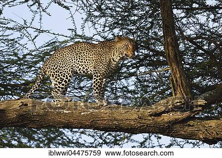 Leopard (Panthera pardus), male, in Acacia tree, Serengeti National Park, Tanzania, Africa View Large Photo Image Stock Photo - Leopard (Panthera pardus), male, in Acacia tree, Serengeti National Park, Tanzania, Africa. Fotosearch