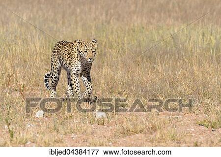 Leopard (Panthera pardus), walking in grass, Kgalagadi Transfrontier Park, Northern Cape, South Africa, Africa View Large Photo Image Stock Photo - Leopard (Panthera pardus), walking in grass, Kgalagadi Transfrontier Park, Northern Cape, South Africa, Africa. Fotosearch