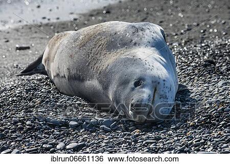 Stock Photograph - Leopard seal (Hydrurga leptonyx) surrounded by, Salisbury Plain, South Georgia, Antarctica. Fotosearch