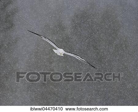 Lesser black-backed gull (Larus fuscus) flying in heavy snowstorm, Northern Finland, Finland, Europe View Large Photo Image Stock Image - Lesser black-backed gull (Larus fuscus) flying in heavy snowstorm, Northern Finland, Finland, Europe. Fotosearch