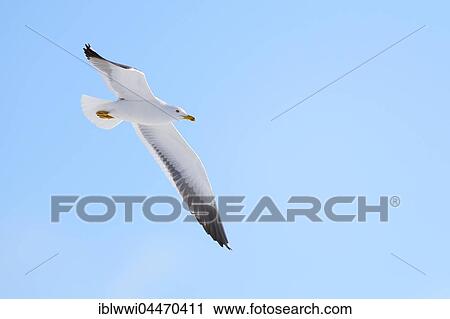 Lesser black-backed gull (Larus fuscus) flying, blue sky, northern Finland, Finland, Europe View Large Photo Image Stock Image - Lesser black-backed gull (Larus fuscus) flying, blue sky, northern Finland, Finland, Europe. Fotosearch