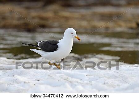 Lesser black-backed gull (Larus fuscus) walking in snow, northern Finland, Finland, Europe View Large Photo Image Stock Image - Lesser black-backed gull (Larus fuscus) walking in snow, northern Finland, Finland, Europe. Fotosearch