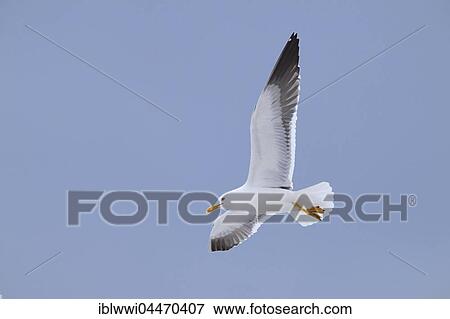 Lesser black-backed gull (Larus fuscus) flying, blue sky, northern Finland, Finland, Europe View Large Photo Image Stock Photo - Lesser black-backed gull (Larus fuscus) flying, blue sky, northern Finland, Finland, Europe. Fotosearch