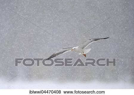Lesser black-backed gull (Larus fuscus) flying in heavy snowstorm, Northern Finland, Finland, Europe View Large Photo Image Stock Photo - Lesser black-backed gull (Larus fuscus) flying in heavy snowstorm, Northern Finland, Finland, Europe. Fotosearch
