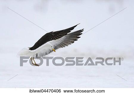 Lesser black-backed gull (Larus fuscus) landing in snow, northern Finland, Finland, Europe View Large Photo Image Stock Photograph - Lesser black-backed gull (Larus fuscus) landing in snow, northern Finland, Finland, Europe. Fotosearch