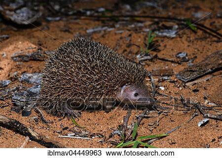 Lesser hedgehog tenrec (Echinops telfairi), Reniala Reserve, Ifaty, Madagascar, Africa View Large Photo Image Stock Image - Lesser hedgehog tenrec (Echinops telfairi), Reniala Reserve, Ifaty, Madagascar, Africa. Fotosearch