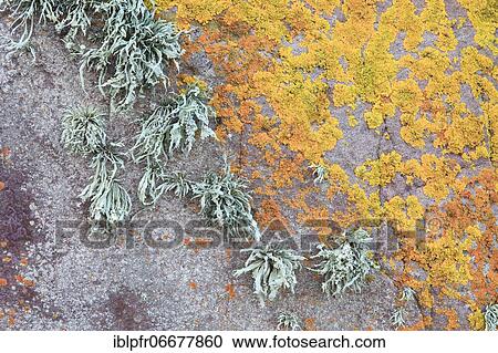 Stock Image - Lichens on rock in Swiss Alps, Bernese Oberland, Bern, Switzerland, Europe. Fotosearch