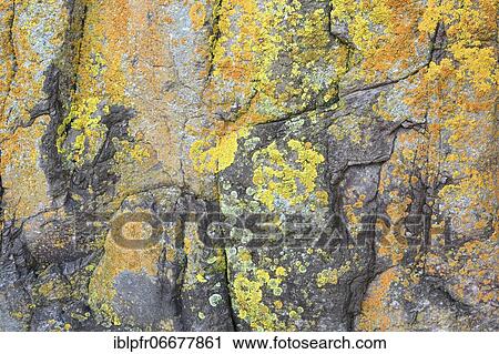 Lichens on rock in Swiss Alps, Bernese Oberland, Bern, Switzerland, Europe View Large Photo Image Stock Image - Lichens on rock in Swiss Alps, Bernese Oberland, Bern, Switzerland, Europe. Fotosearch