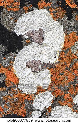 Lichens on rocks, Scotland, UK View Large Photo Image Stock Photo - Lichens on rocks, Scotland, UK. Fotosearch