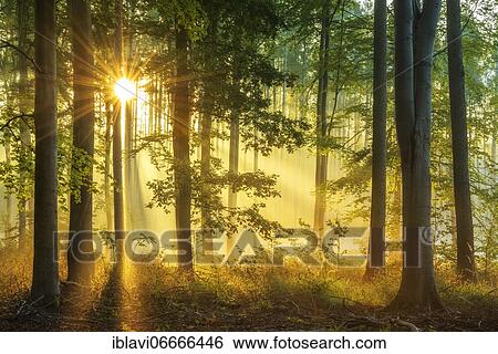 Light-flooded natural open beech forest on the Finne mountain range, sun shining through the foliage, Burgenlandkreis, Saxony-Anhalt, Germany, Europe View Large Photo Image Stock Photograph - Light-flooded natural open beech forest on the Finne mountain range, sun shining through the foliage, Burgenlandkreis, Saxony-Anhalt, Germany, Europe. Fotosearch