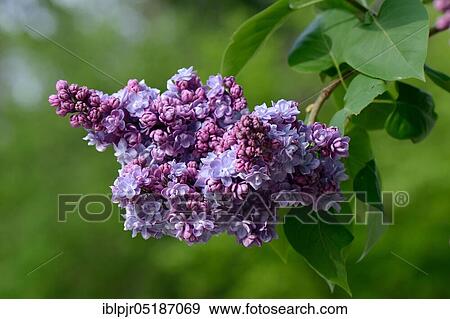 Stock Photo - Lilac (Syringa). Fotosearch