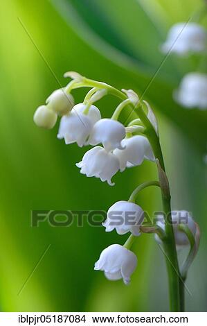Lily of the valley (Convallaria majalis) View Large Photo Image Picture - Lily of the valley (Convallaria majalis). Fotosearch