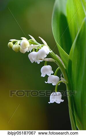 Lily of the valley (Convallaria majalis) View Large Photo Image Stock Photo - Lily of the valley (Convallaria majalis). Fotosearch