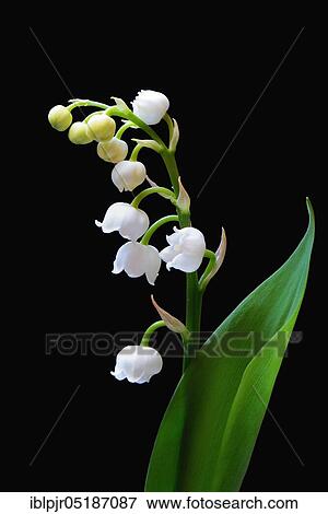 Lily of the valley (Convallaria majalis) View Large Photo Image Stock Photo - Lily of the valley (Convallaria majalis). Fotosearch
