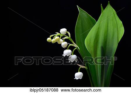 Lily of the valley (Convallaria majalis) View Large Photo Image Stock Photo - Lily of the valley (Convallaria majalis). Fotosearch